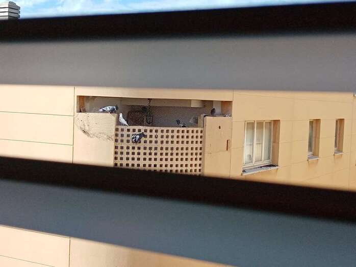 Los vecinos piden a Visocan que cierre bien las viviendas para que las palomas no se cuelen (Foto TA)